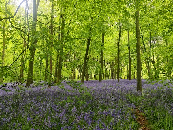 Chilterns National Landscape 3