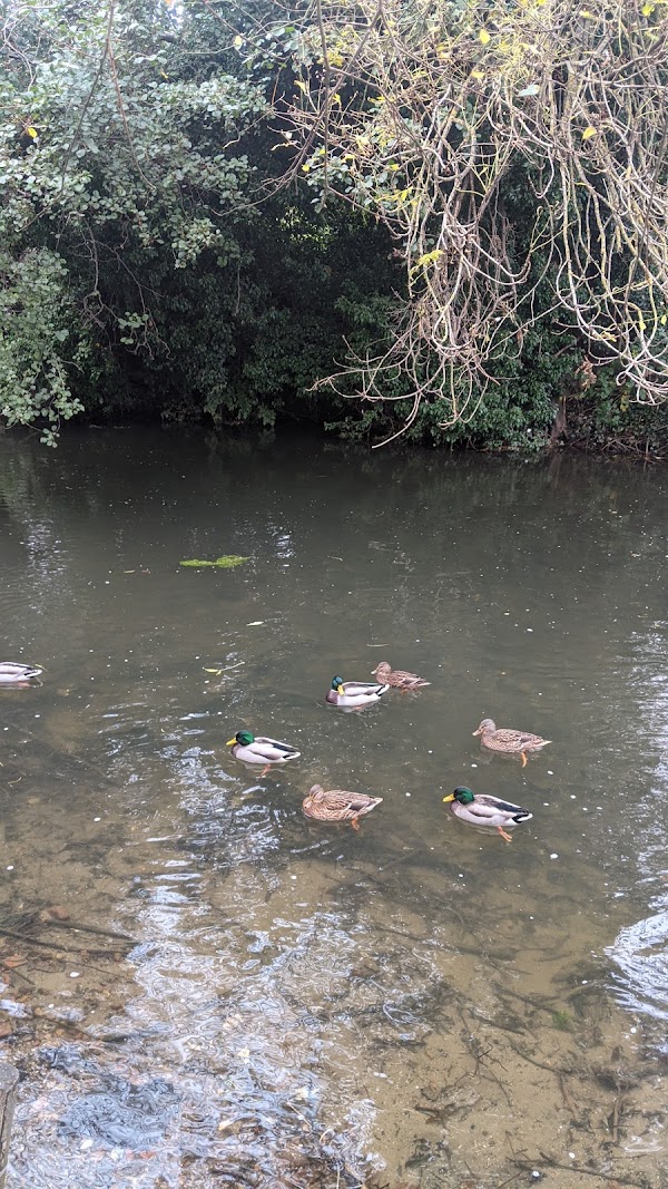 The River Great Stour
