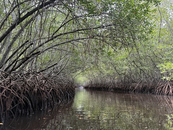 Mangrove Point