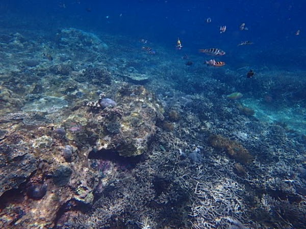 Mangrove Point 5