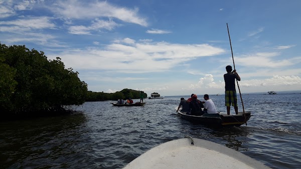 Mangrove Point 4