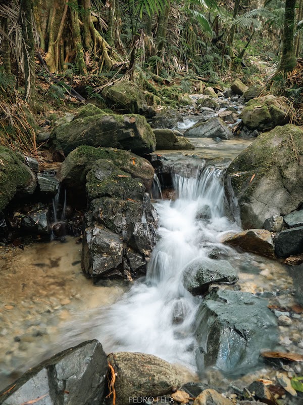 Reserva Científica Ebano Verde 3