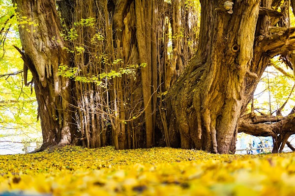 Giant Ginkgo Tree in Kitakanegasawa