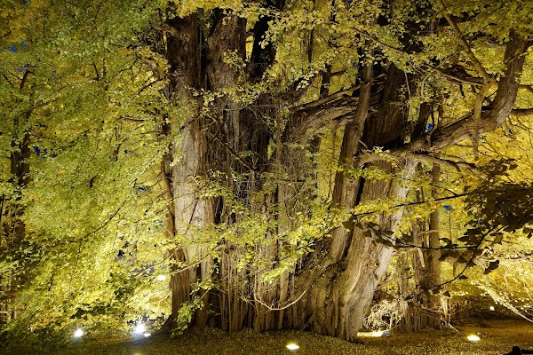 Giant Ginkgo Tree in Kitakanegasawa 5