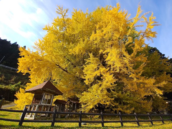 Giant Ginkgo Tree in Kitakanegasawa 4