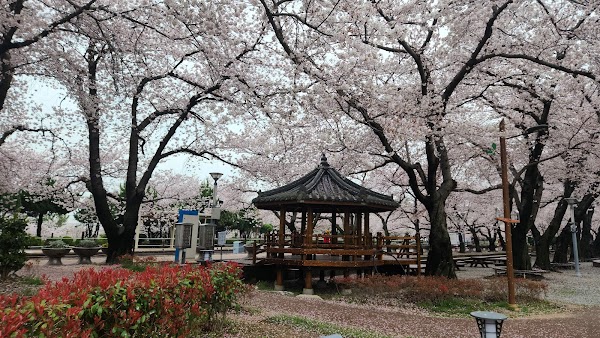 경화역 벚꽃길