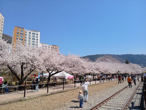 경화역 벚꽃길 5