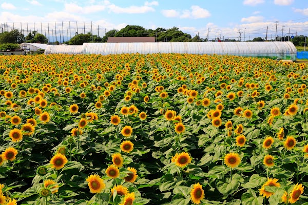 Ogawa Farm 5
