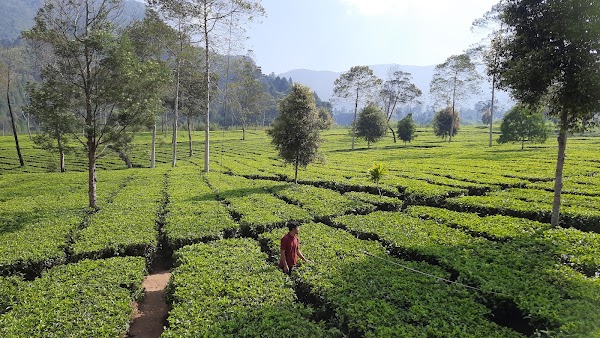 Tambi Tea Gardens