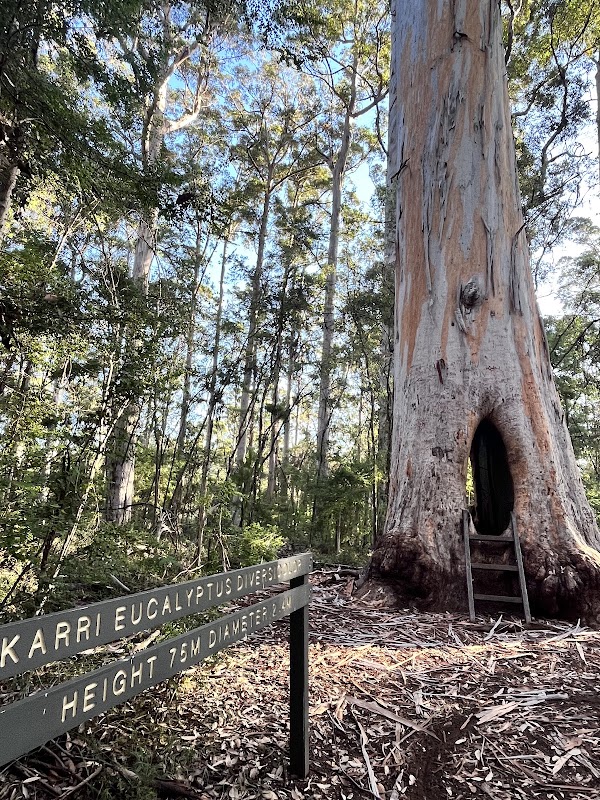 Walkthrough Tree Pemberton
