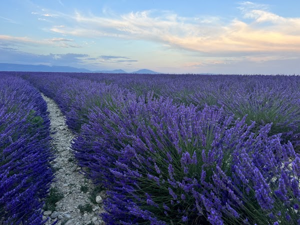 Valensole Lavender field