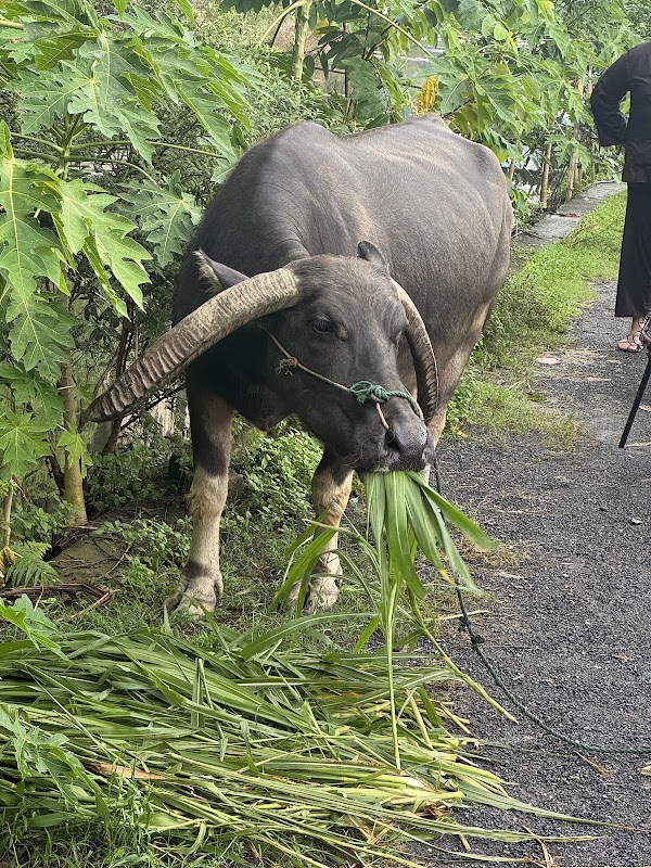 Buffalo Cave 3