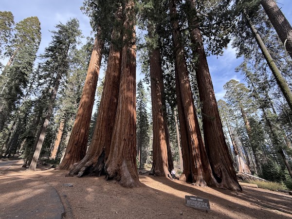 Parker Group Sequoias
