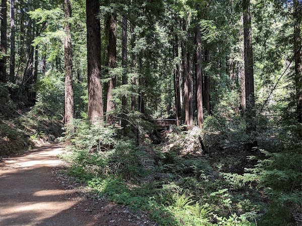 Bear Creek Redwoods Open Space Preserve 4