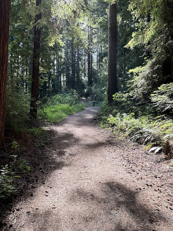 Bear Creek Redwoods Open Space Preserve 3