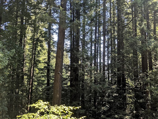 Bear Creek Redwoods Open Space Preserve 2