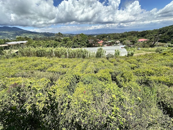 Laberinto Olivo