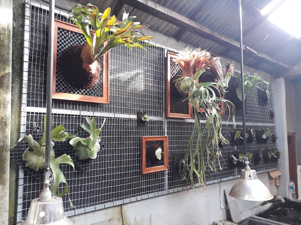Koi_pond_9 Showroom 1