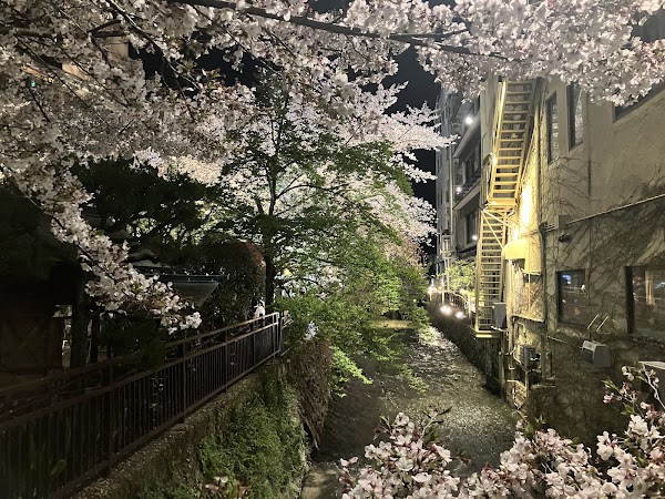 白川の桜