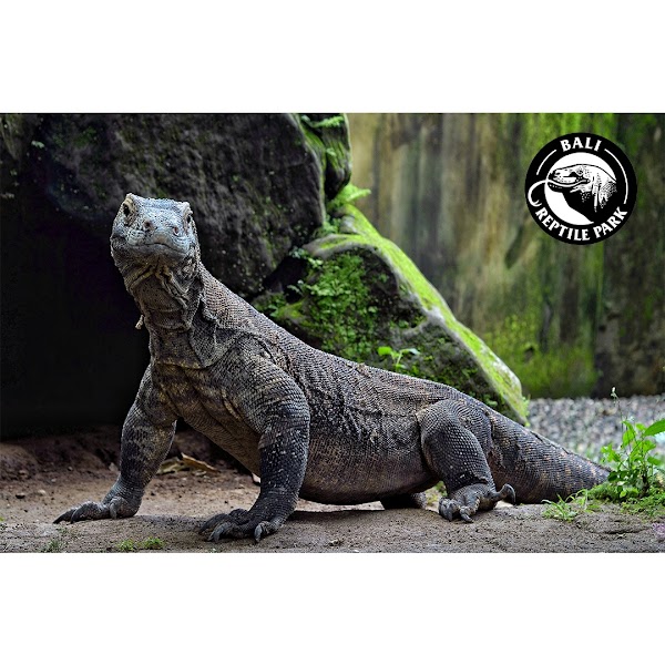 Bali Reptile Park 5