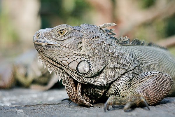 Bali Reptile Park 4