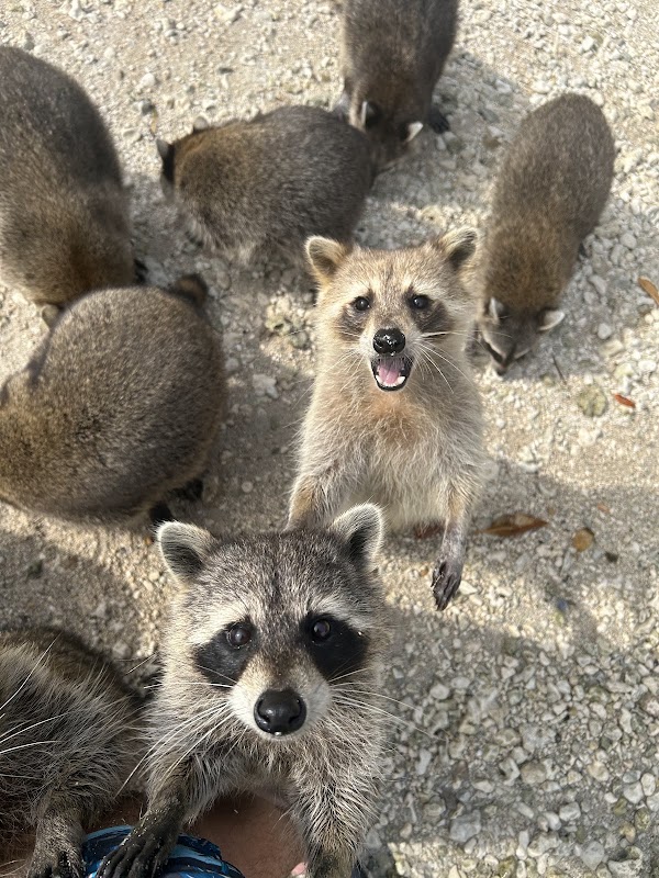 Raccoon Island Miami 1