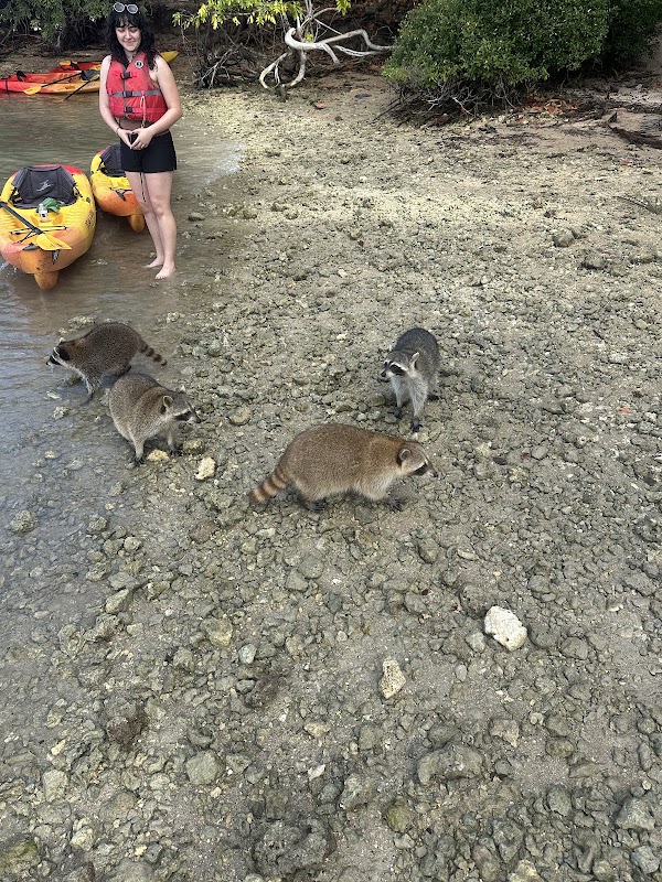Raccoon Island Miami 5