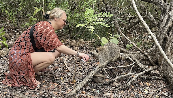 Raccoon Island Miami 4
