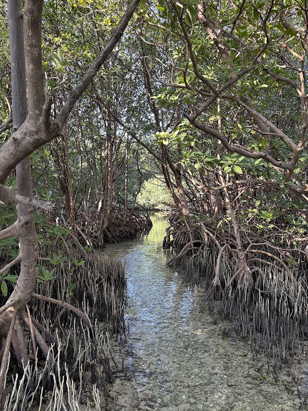 Raccoon Island Miami 3