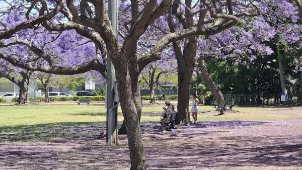 New Farm Park 5