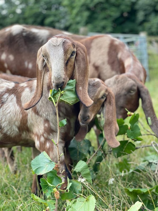 Hackney City Farm