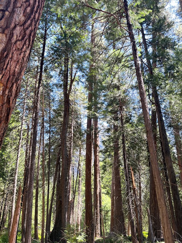 Yosemite Falls 4