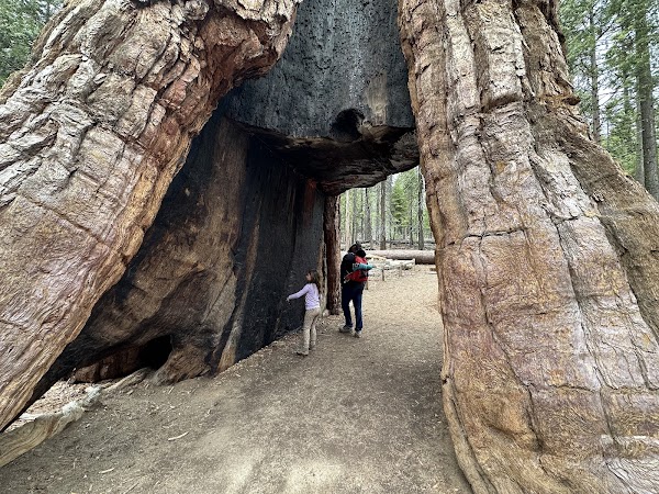 California Tunnel Tree 5