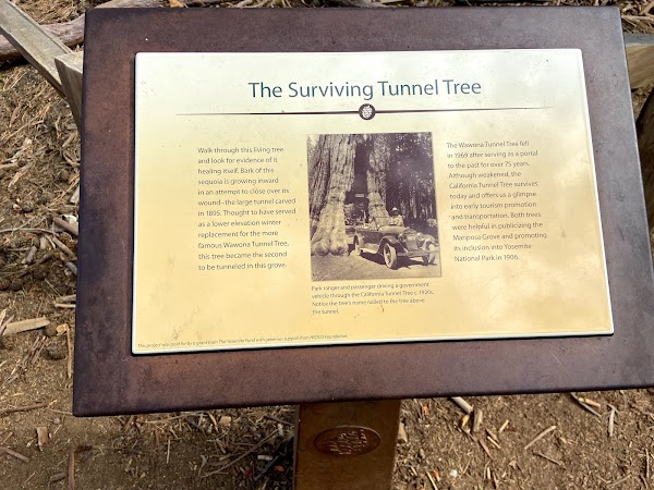 California Tunnel Tree 4