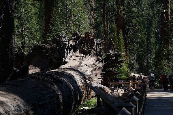 California Tunnel Tree 2