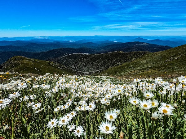 Mount Bogong