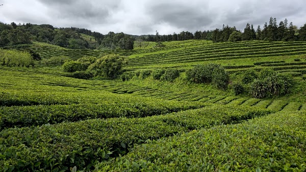 Açores 22