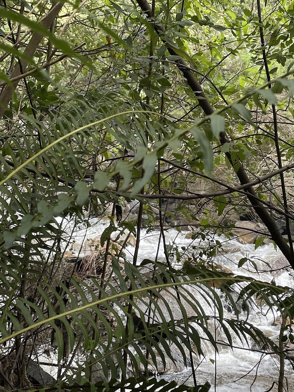 Stevensons Falls Walk 3