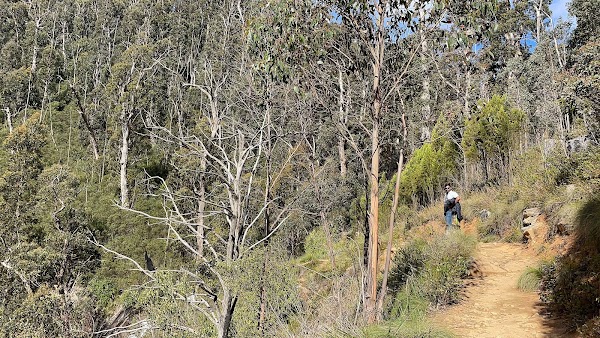 Stevensons Falls Walk 2