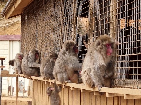 Arashiyama Monkey Park Iwatayama 1