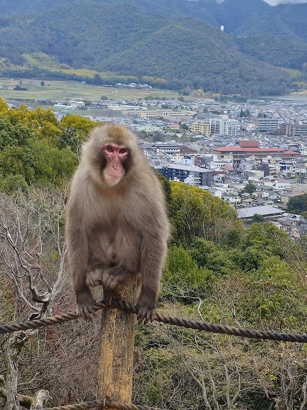 Arashiyama Monkey Park Iwatayama 5