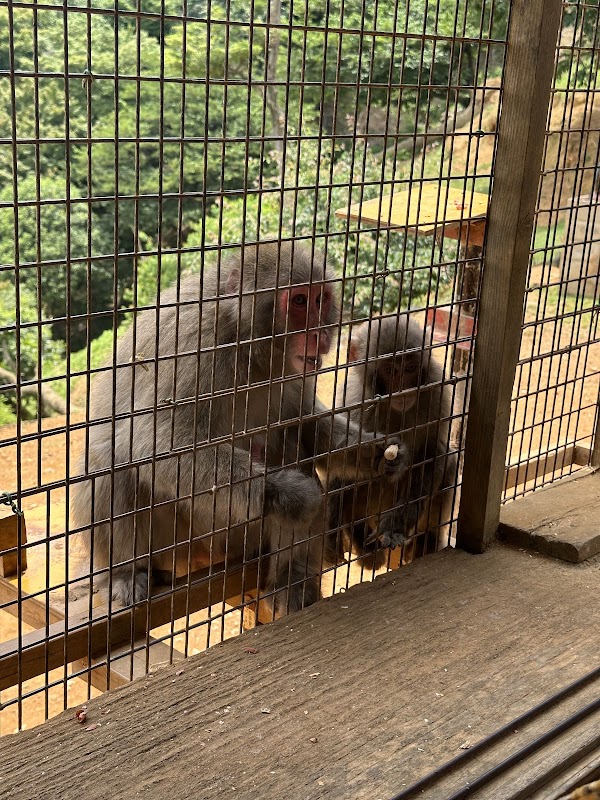 Arashiyama Monkey Park Iwatayama 3