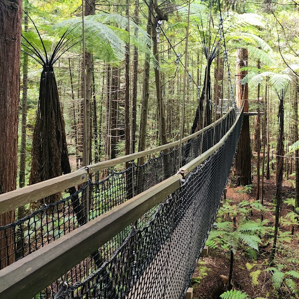 Redwoods – Whakarewarewa Forest 1