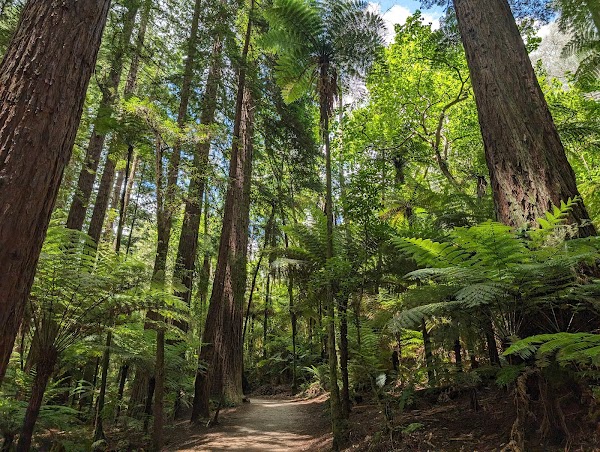 Redwoods – Whakarewarewa Forest 4