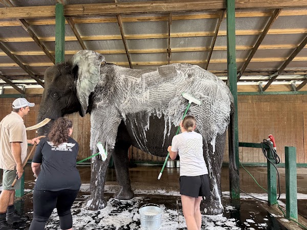 Myakka Elephant Ranch 1