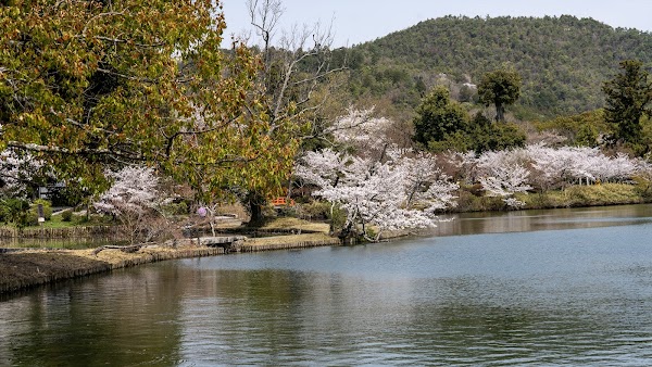 Osawa Pond 5