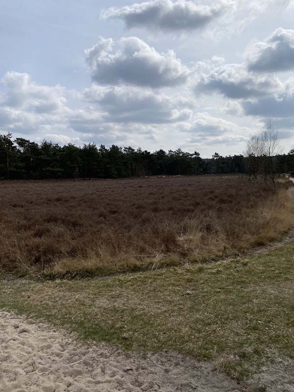 Hoge Ginkel