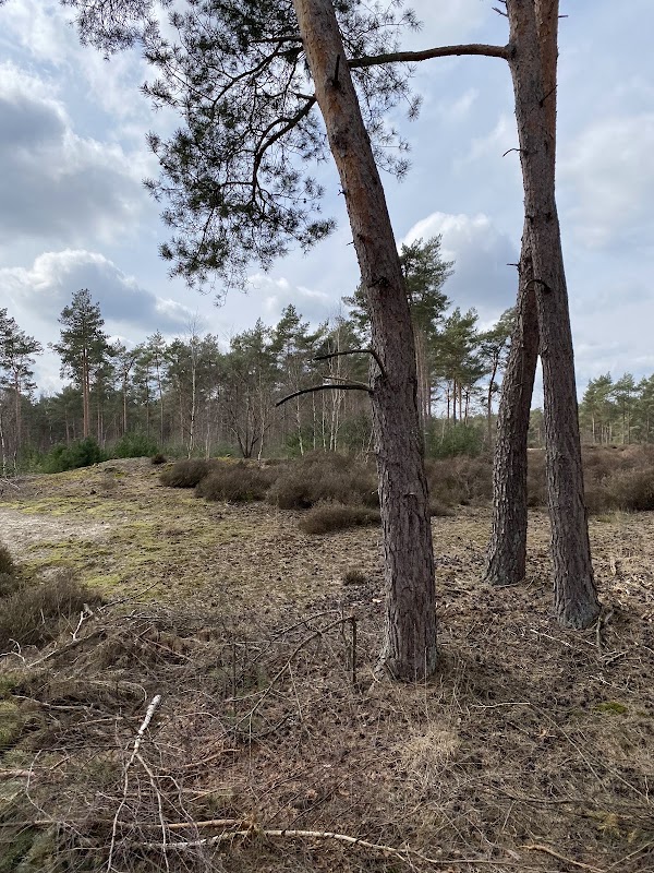 Hoge Ginkel 5