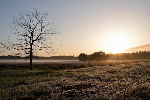 Hoge Ginkel 4