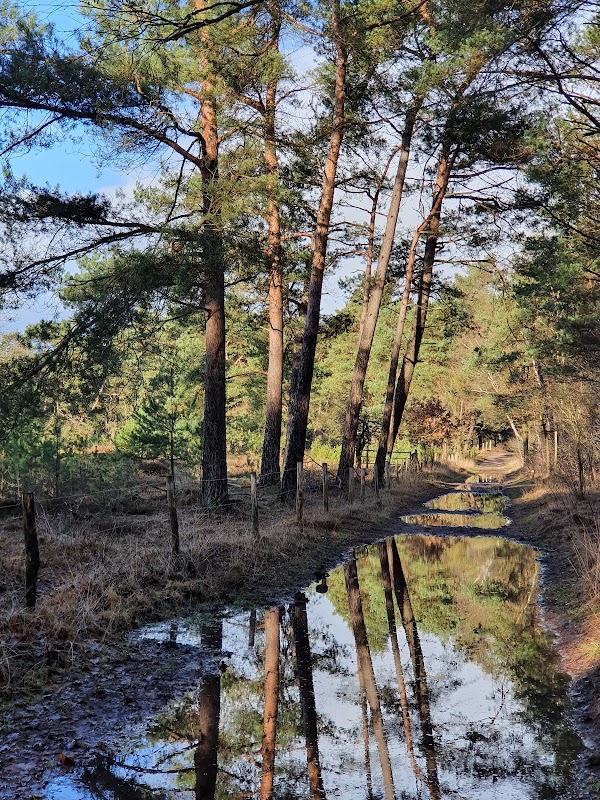 Hoge Ginkel 3